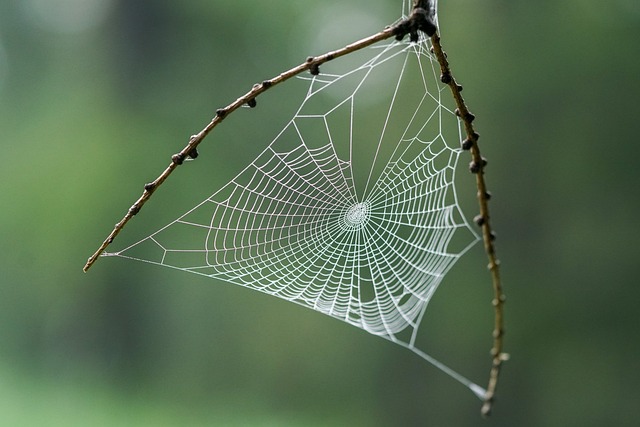 The Artist's Dance with Chaos: Harnessing Randomness as a Creative Tool 2 spider web as an illustration of cognitive load theory and randomness as a creative tool