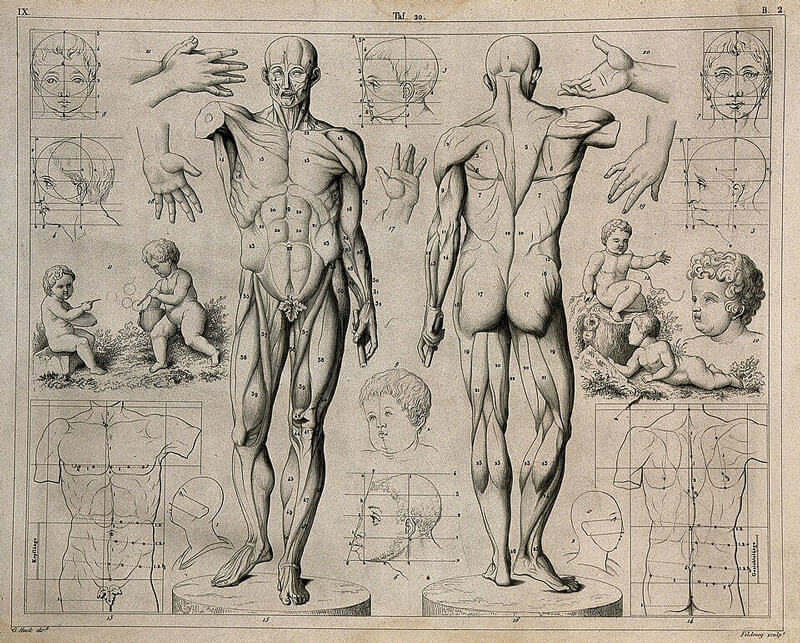 Art and Medicine: Beyond the Measured Body 4 art and medicine anatomy illustration